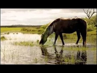 Фәрүәз Урманшин - “ Ат эсерәм йылыуҙан “ ( “Напою коня “ )