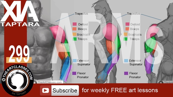 How to draw muscular arms anatomy