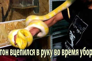 Жестокое нападение питона!
