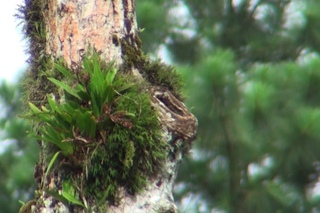 Nesting