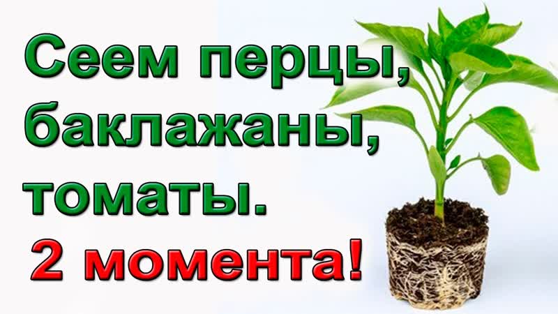 Когда начинать сеять перцы, томаты Два главных