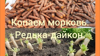 🥕🥕🥕Копаем морковь.Редька-дайкон.