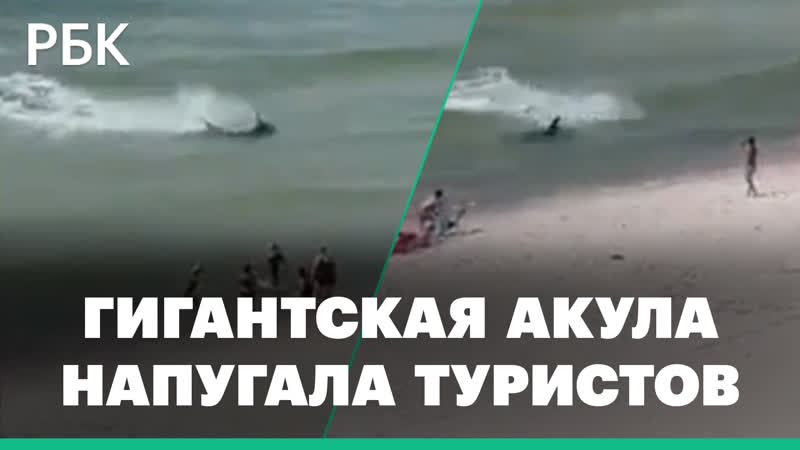 Огромная акула подплыла к отдыхающим на пляже в США. Видео