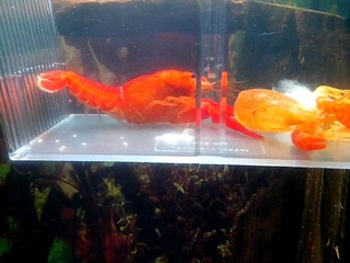 Procambarus clarkii  линька красный флоридский рак