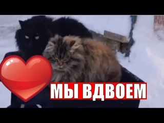 Мы вдвоем кот и кошка любовь  умные животные  Cat and cat love are smart animals