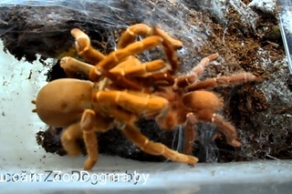 Pelinobius muticus (Citharischius crawshayi): Спаривание