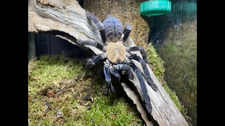 Cyriopagopus sp Hati Hati  the Purple Earth Tiger  pairing
