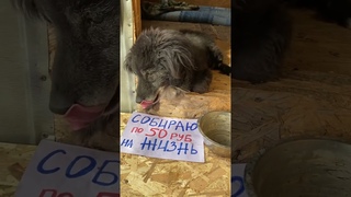 Они тоже хотят жить.