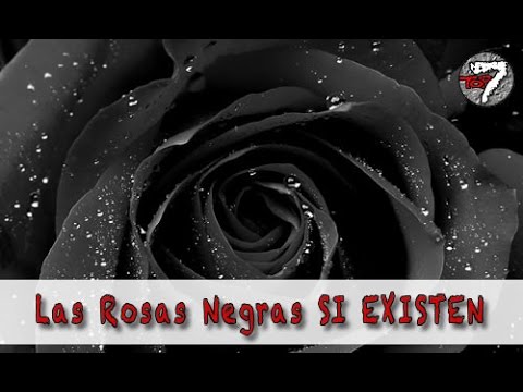 Sabías Que , Las Rosas Negras
