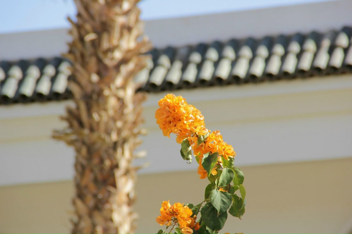 Владимир Пехоца | Краснодар