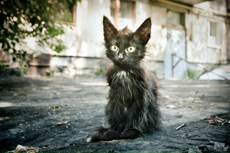 Стася Негинская | Москва