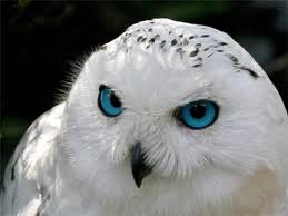 Ольга Яременко | Житомир