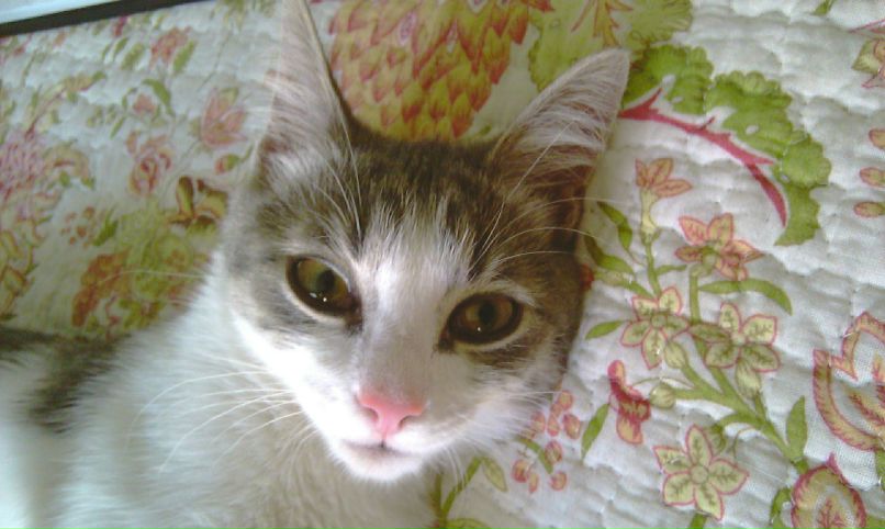 Ирина Галл | Санкт-Петербург