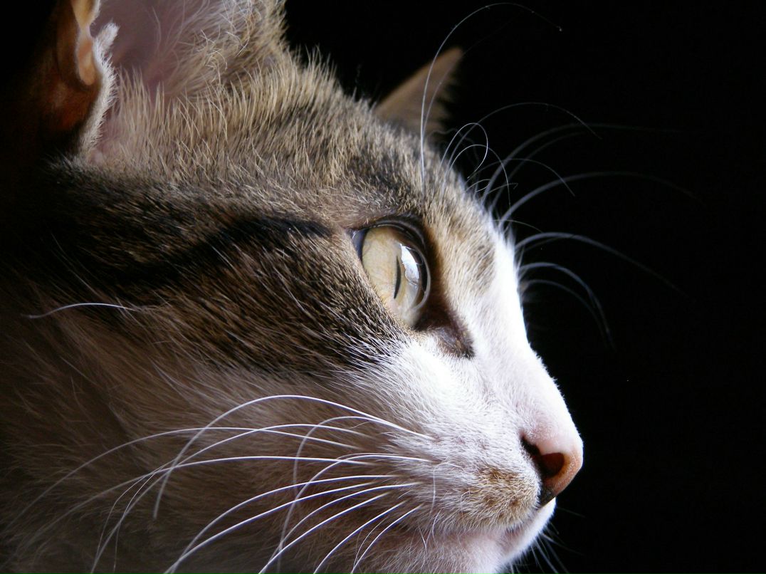 Надежда Бурлака | Москва