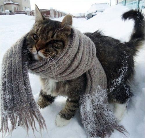 Андрей Коломойцев | Киев