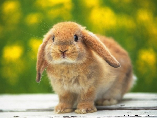 №49, Анечка Беляева, Липецк №49, Анечка Беляева, Липецк