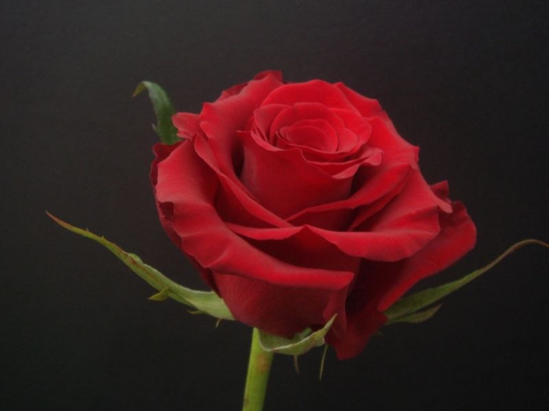 Марина Солнцева | 