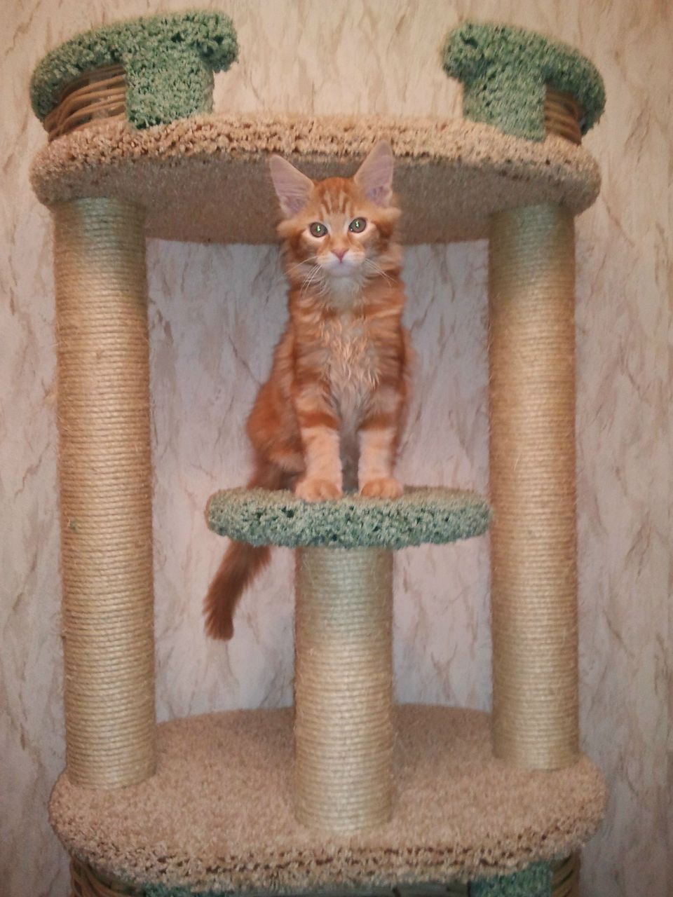 Ольга Еремина(Зеленяк) | Санкт-Петербург