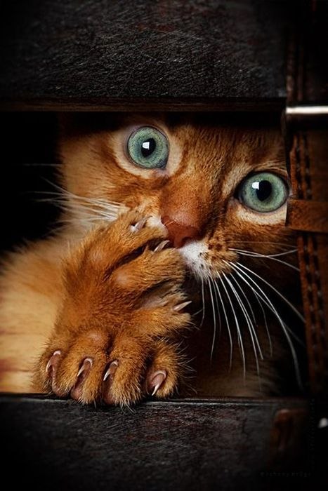 Алексей Егоров | Ярославль