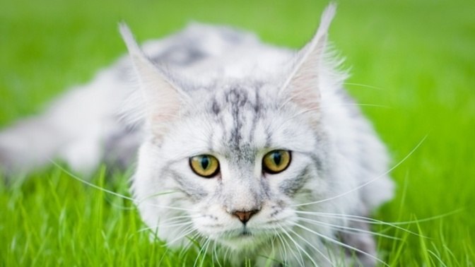 Елена Щеглова | 