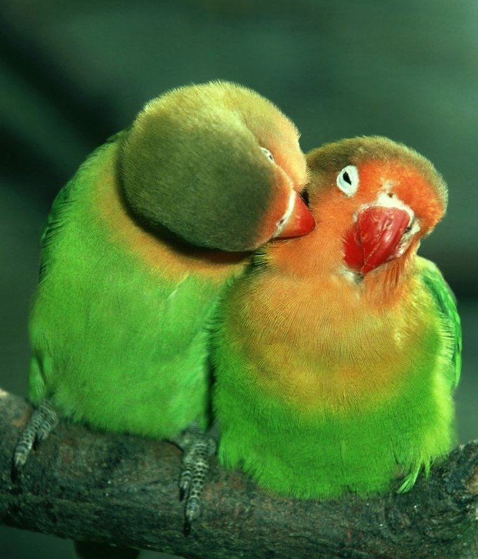 Алина Козуб | Москва