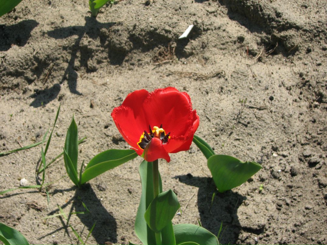 Анна Тучапська | Львов