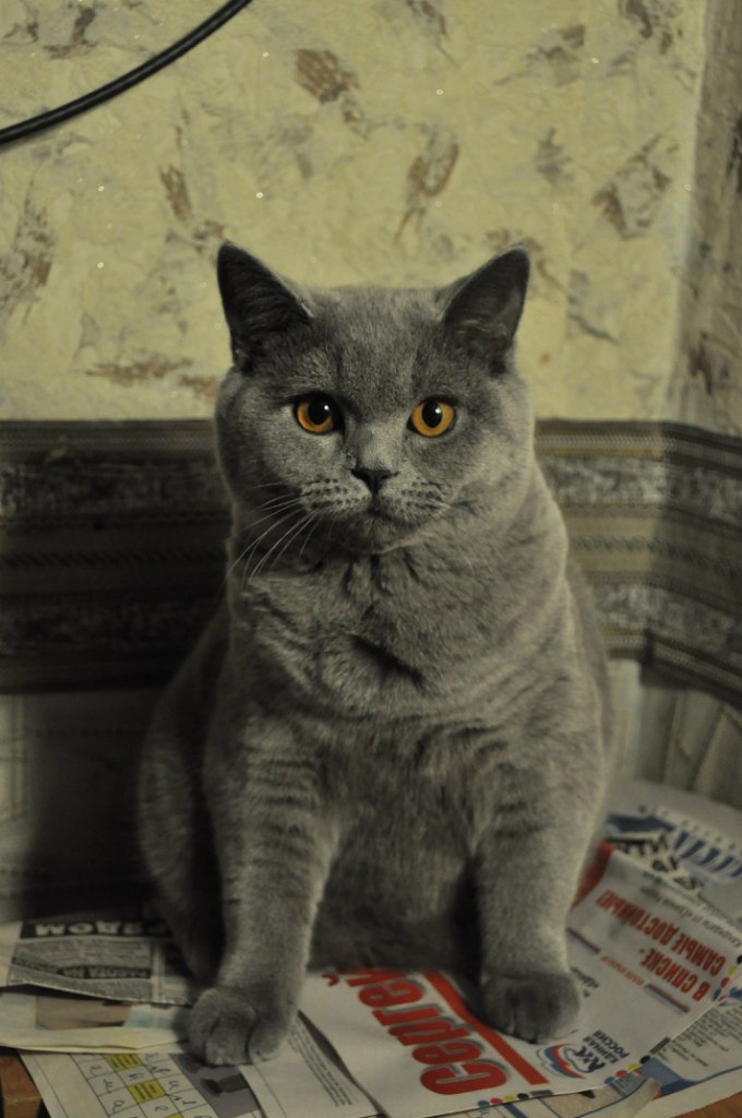 Кристина Васильева +Immortelle+ | Зеленоград