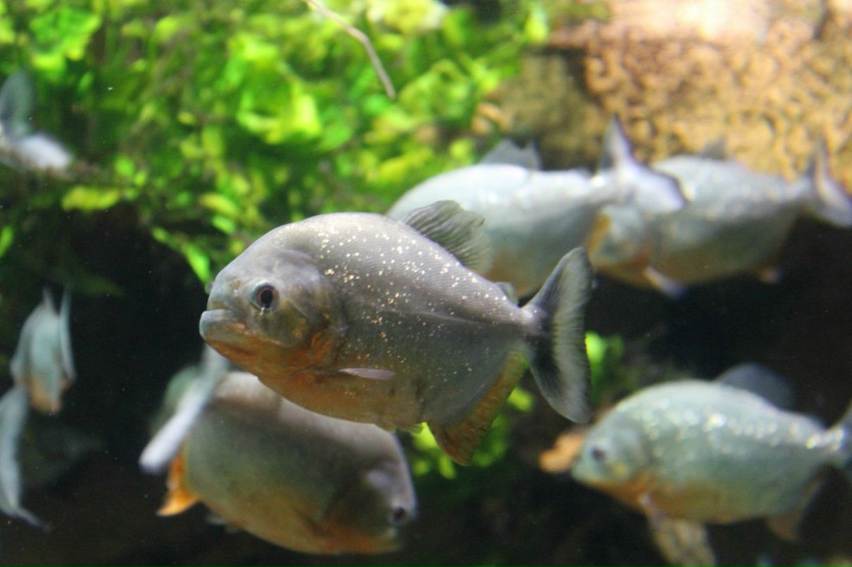 Марина Соколова | Санкт-Петербург