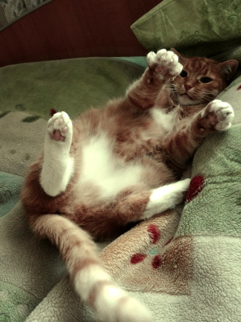 Katty Cruel † | Москва