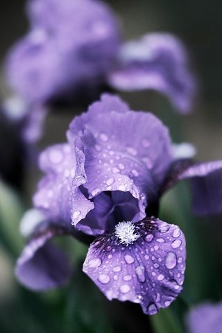 №60, Светлана Павлова №60, Светлана Павлова