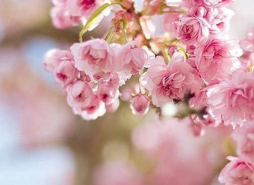 Анна Ермакова | Алешки / Цюрупинск