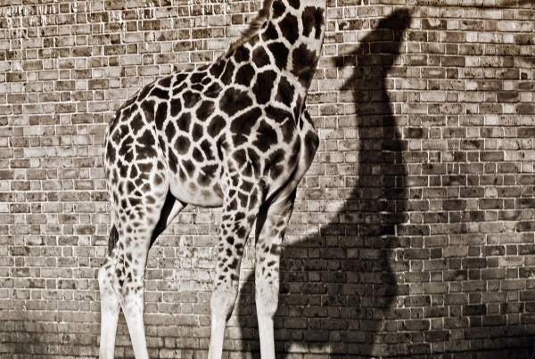 Елена Шварц | Самара