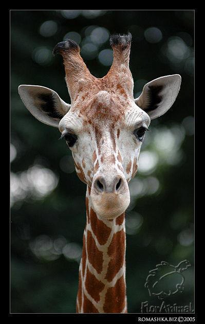 Анна Королюк Nyuta | Киев