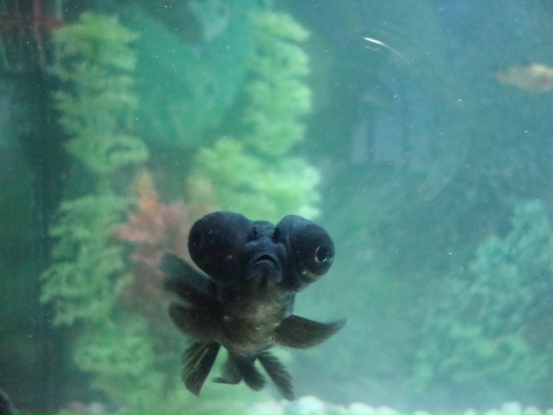 Таня Зеленко | Москва