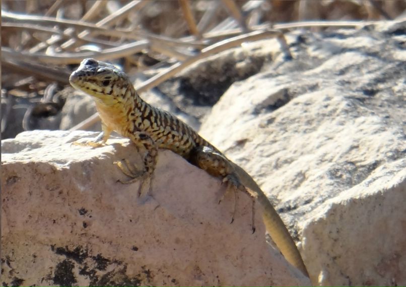 Григорий Петров | Москва