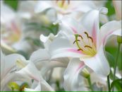 Фотография Альбина Лех