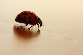 Poisoned Morrigan [] | Львов