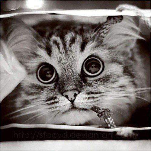 Элина Хорошавцева | Саяногорск