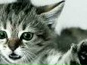 Ольга Крушельницька | Venezia