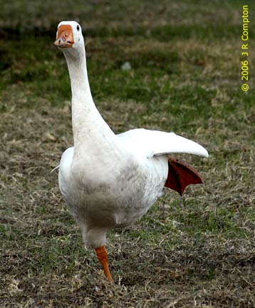 Владимир Граф Вечный | Соликамск