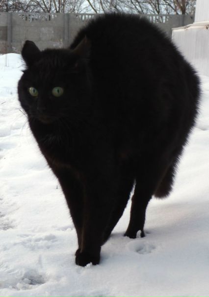 №160, Маргарита Береговая, Судак №160, Маргарита Береговая, Судак