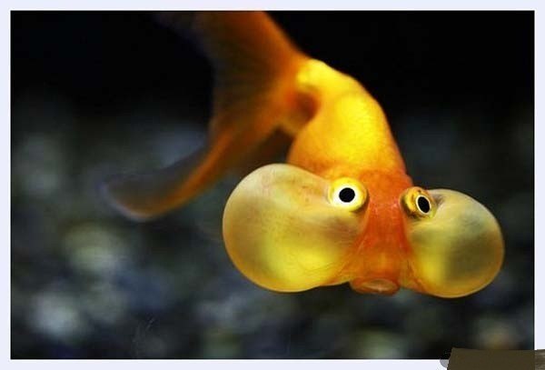 Вася Астенбакен любитель свежей выпечки | Санкт-Петербург