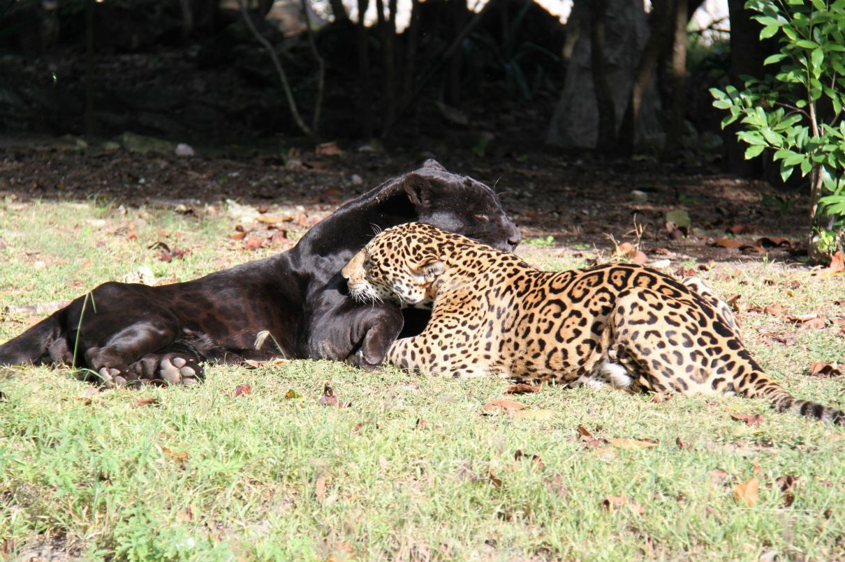 Алёна Неверко | Челябинск