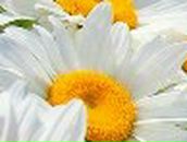 Татьяна Семакова | Архангельск