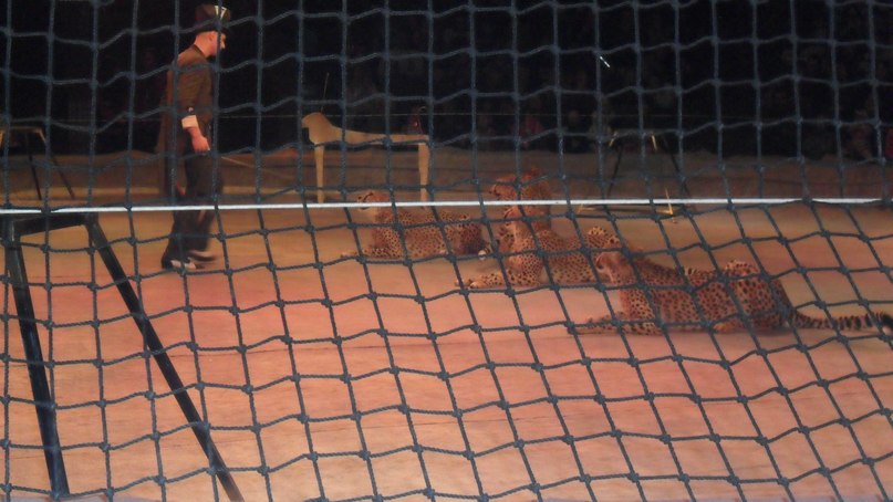 Наталья Кашич Лесник | Киев