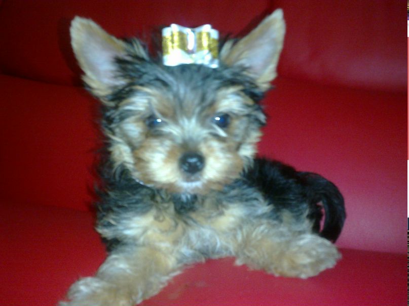 Рената Парчевская | Донецк