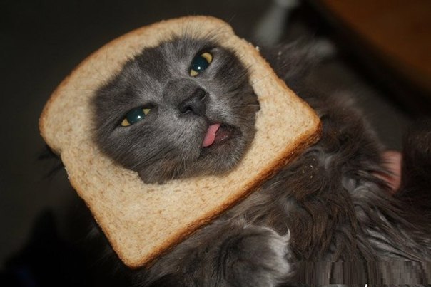 Евгений Савченко <;bdjq> | Омск