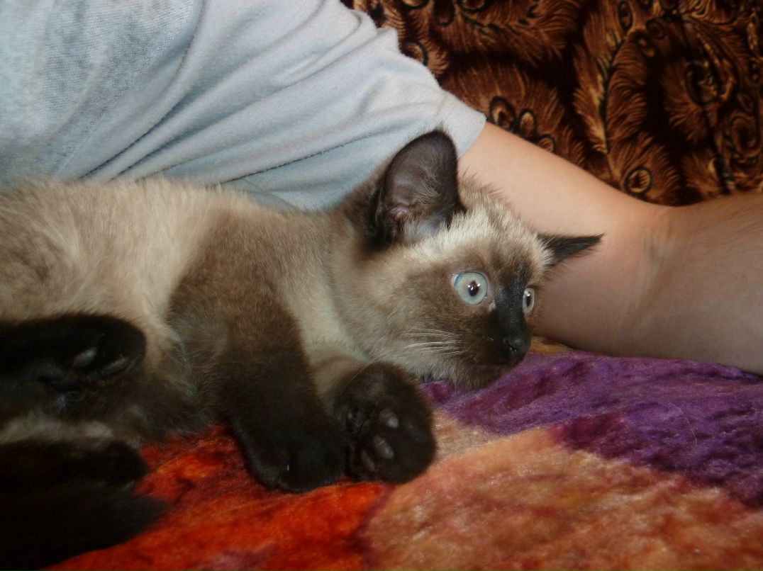 Владимир Иванов 6apc | Москва