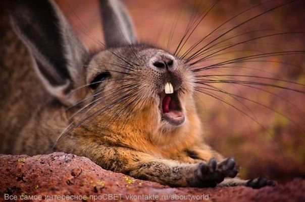 Елена Ширяева | 