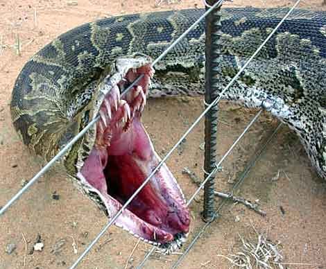 Костик Дубинец บัวขาว ป. ประมุข | Нижневартовск